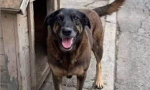 morte do cão Orelha