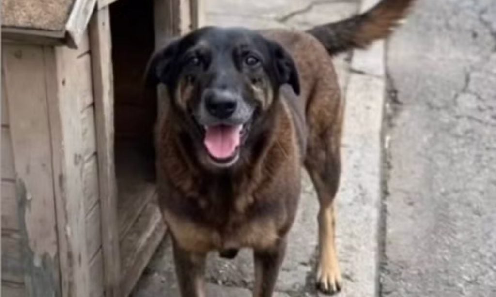 morte do cão Orelha