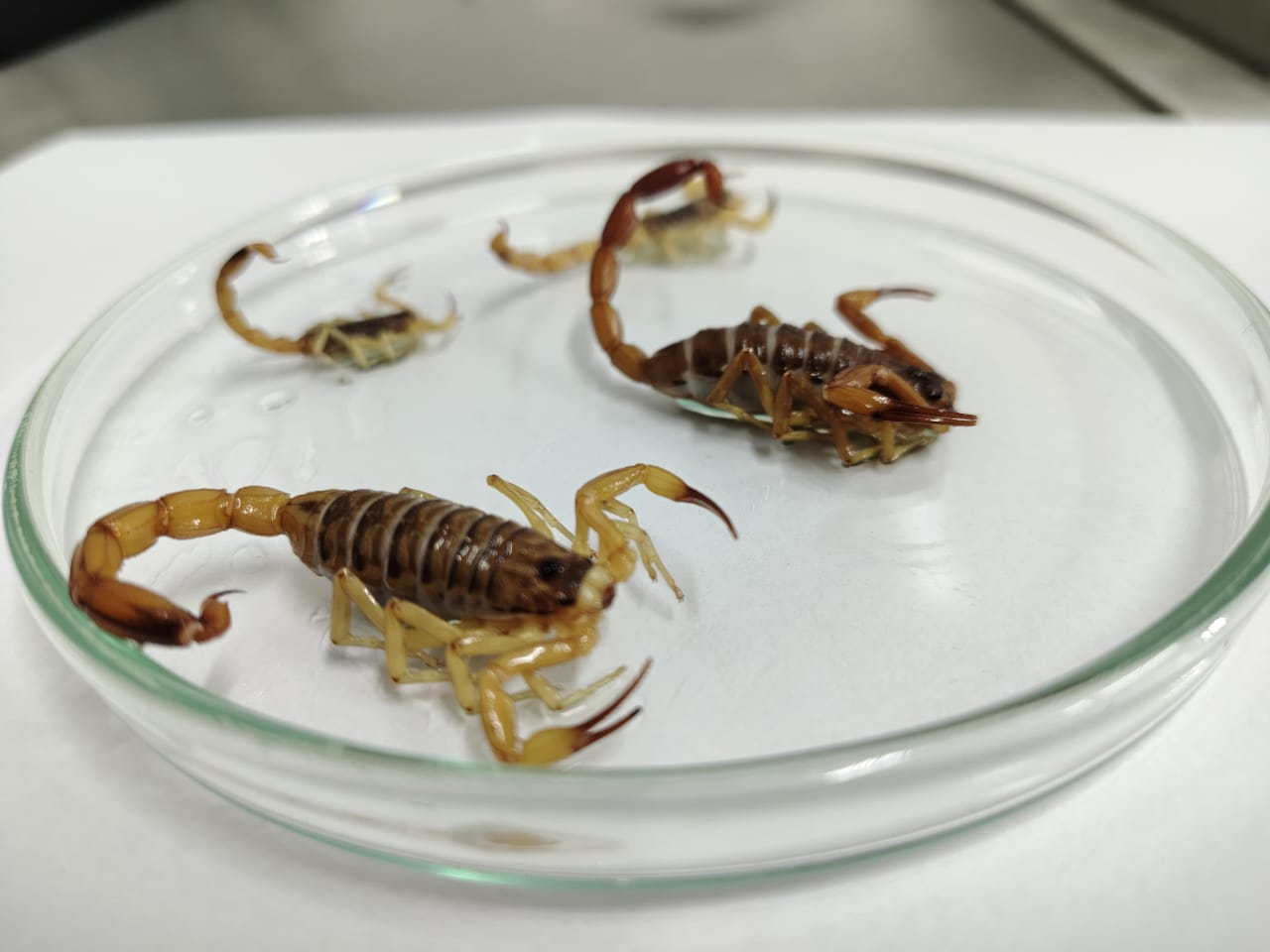 animais peçonhentos