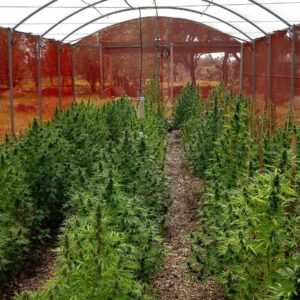 cultivo de cannabis medicinal